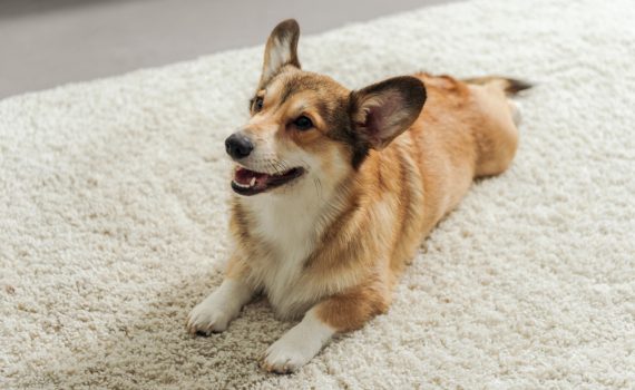 How To Keep Carpets Clean With Pets