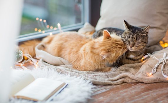 Tips For Keeping A Clean Home With Multiple Cats