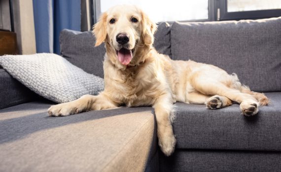 Tips For Removing Pet Hair From Upholstery