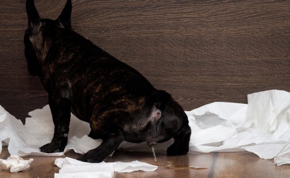 Best Ways To Clean Dog Urine On Wood Floors