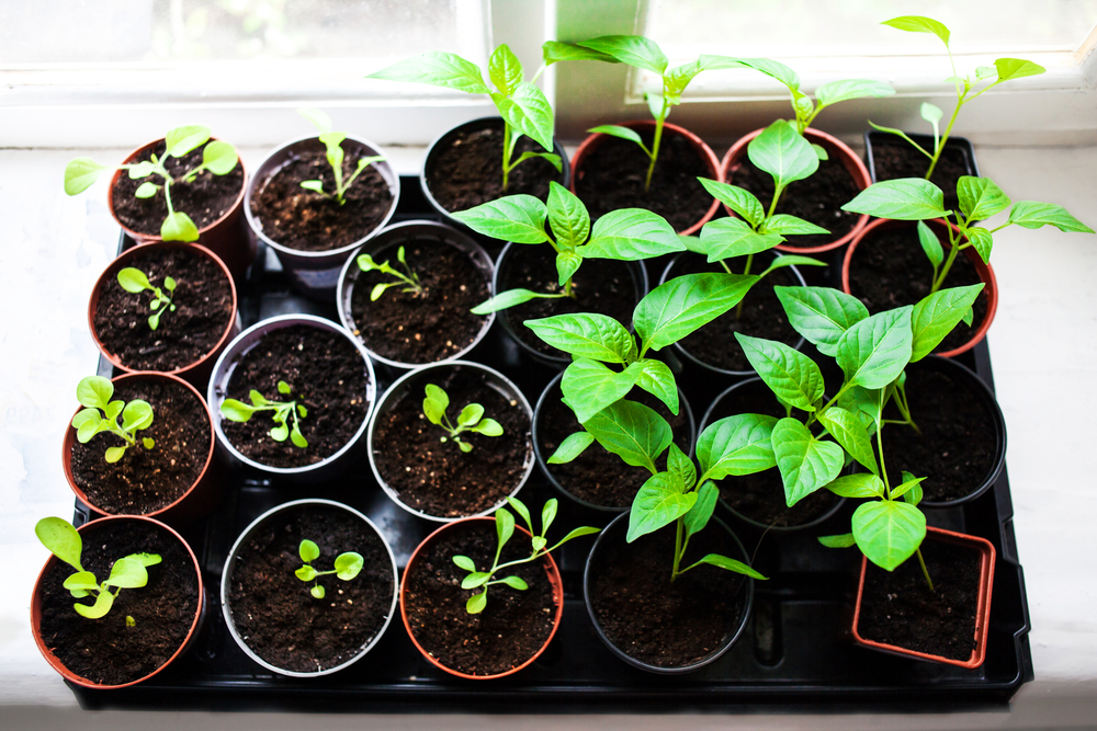 How Long Should You Keep Grow Lights on Plants and Seedlings
