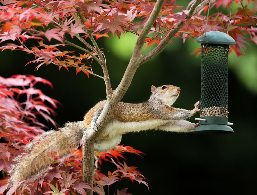 Squirrel in bird feeder Squirrel in bird feeder