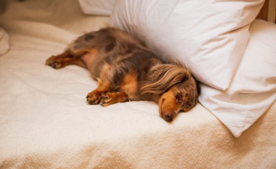Best dog ramp for bed