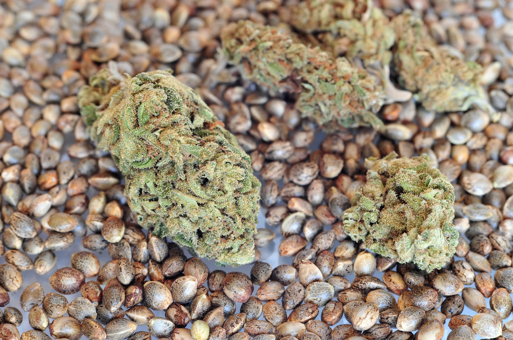How to dry cannabis How to Dry Cannabis
